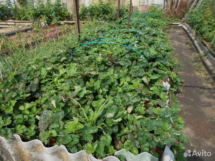 Рассада клубники 