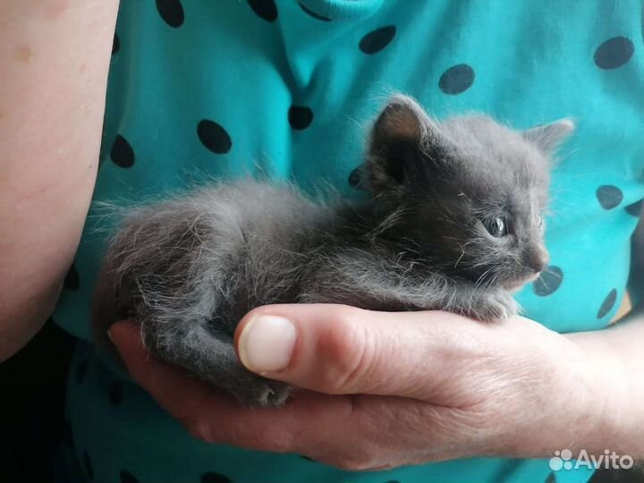 Котятки, 1мес