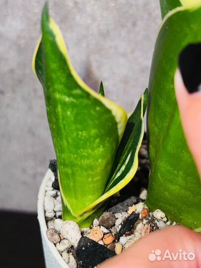 Сансевиерия Ханни Пагода Стриата