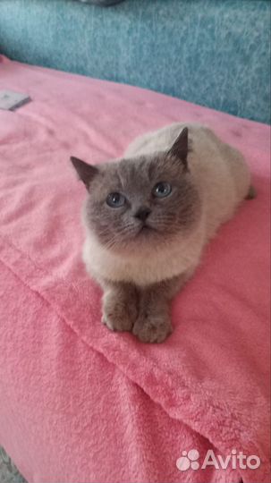 Кошечка в добрые руки