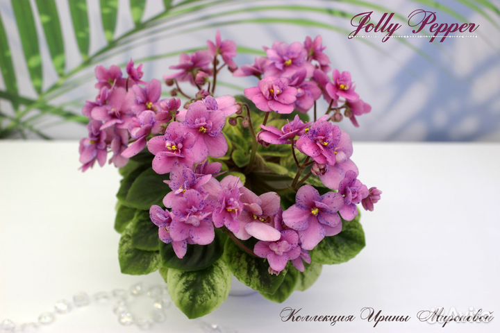 Детки фиалок мини/полумини