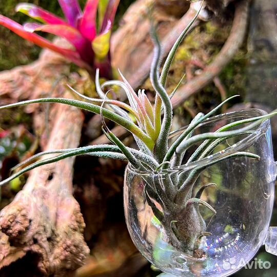 Террариум с оформлением живыми растениями