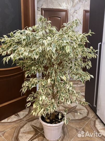 Фикус Бенджамина