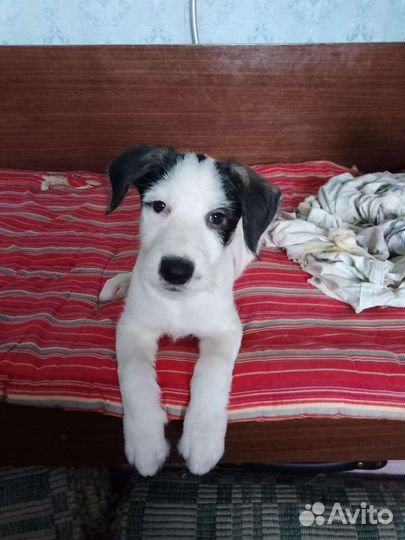 Собака в добрые руки щенки