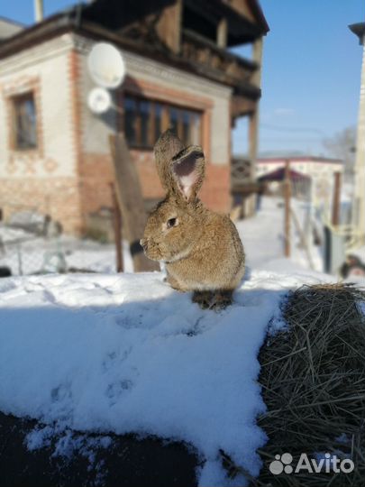 Кролы, сукрольные самки