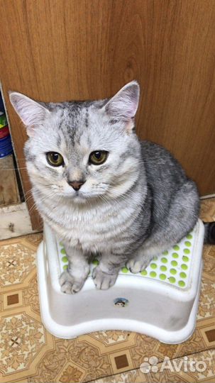 Шотландский кот вязка