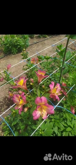 Альстромерия