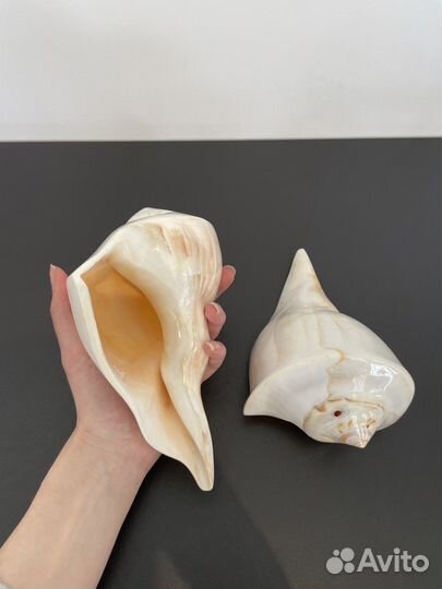 Ракушка морская большая