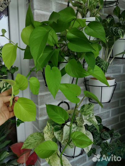 Эпипренумы, сциндапсусы, филодендроны