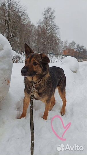 Собака в добрые руки