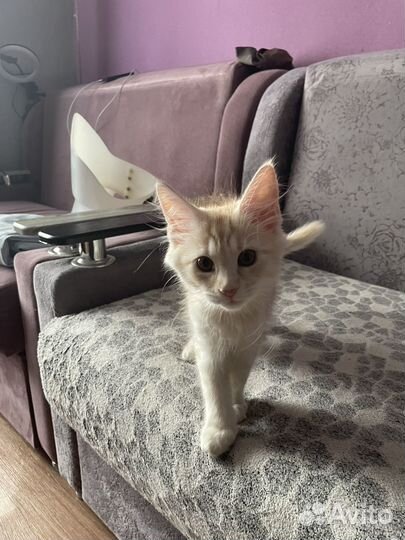 Котята мейкун