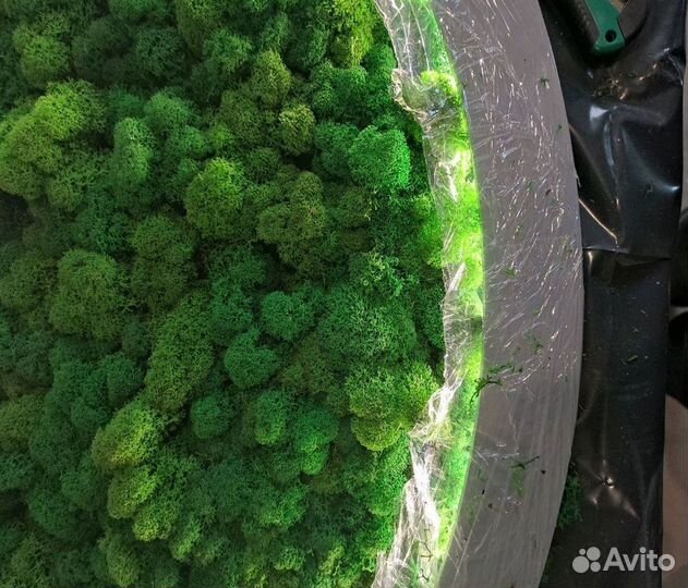 Мох стабилизированный. Картина