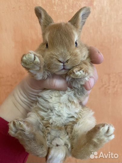 Кролик карликовый