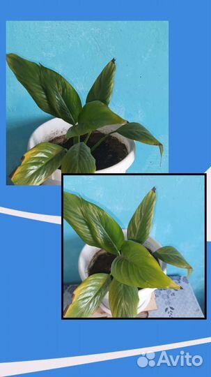 Женское счастье