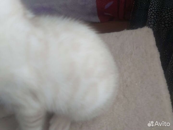 Бенгальские котята