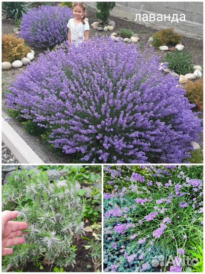 Саженцы многолетников/ лаванда