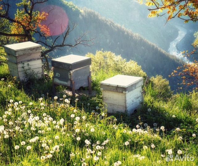 2024 Мёд натуральный из Алтая опт