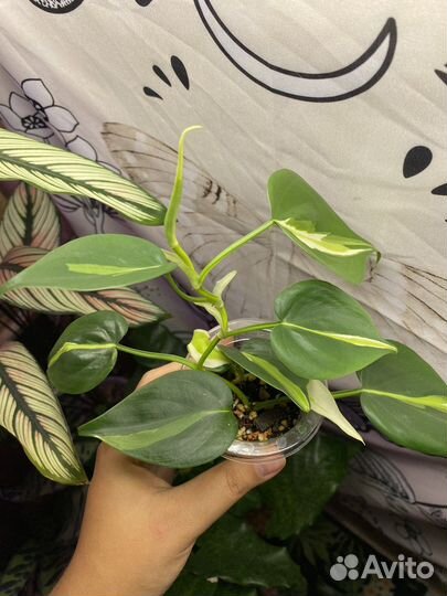 Филодендрон медиопикта триколор