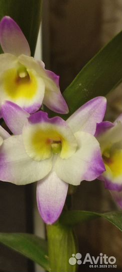 Орхидея нобеле дендробиум