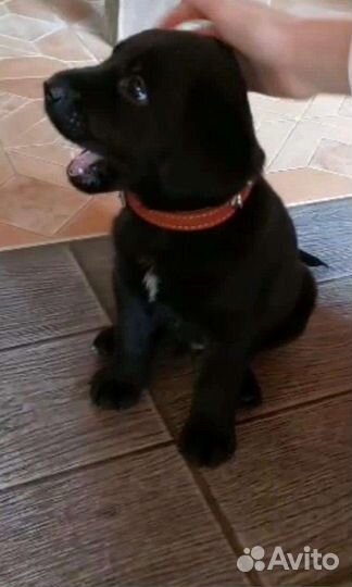 Щенки лабрадора