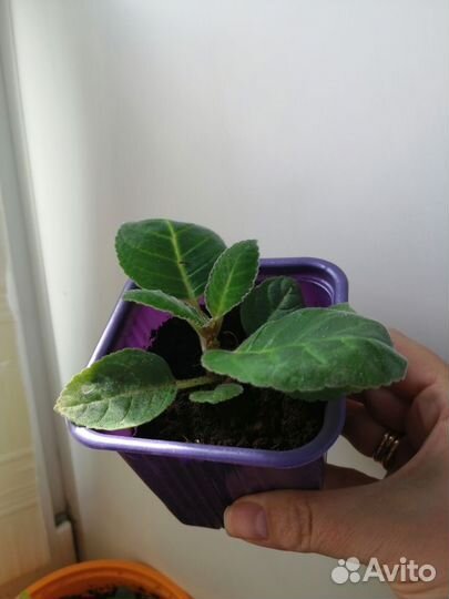 Продам глоксинии