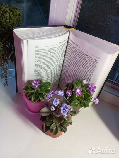 Сортовые фиалки