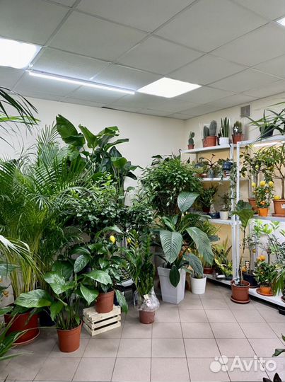 Растения для озеленения дома