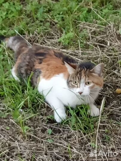 Кошка-найдёныш