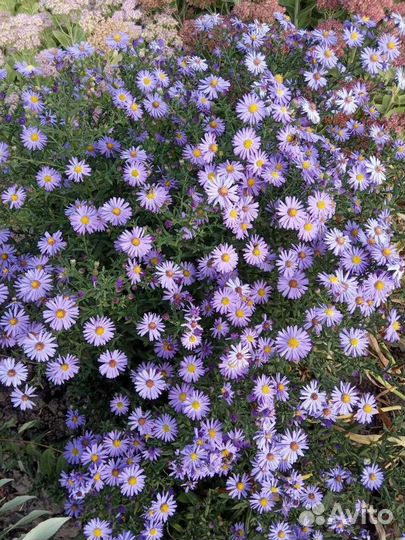 Многолетники: энотера, хосты