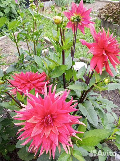 Цветы на срез