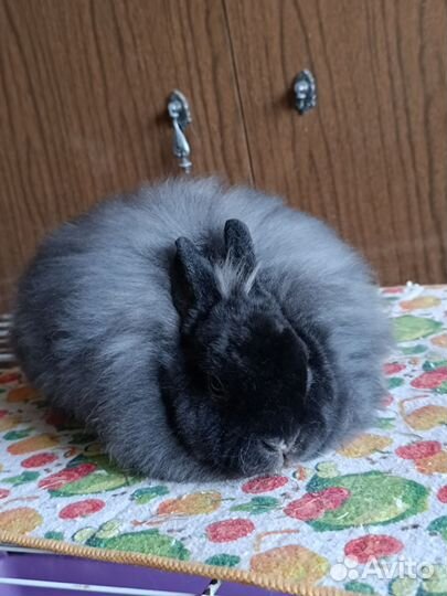 Кролик карликовый рекс, рексолисичка