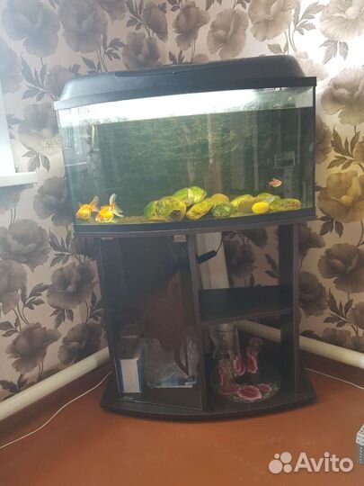 Аквариум с тумбой 100 литров