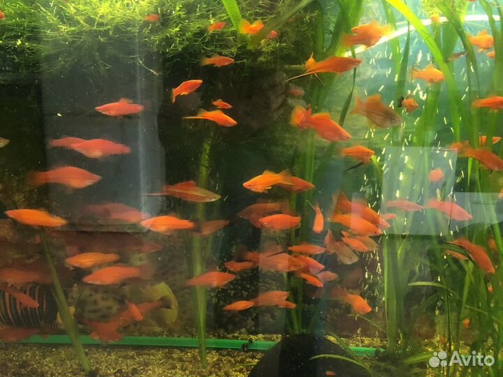 Рыбки меченосцы