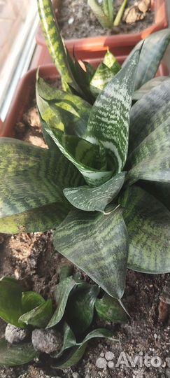 Сансевиерия