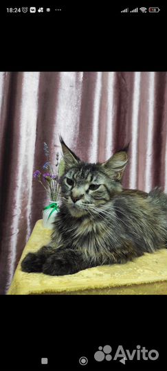 Котята мейн-кун