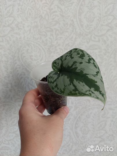 Сциндапсус, эпипремнум