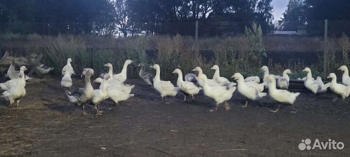 Гуси на мясо молодняк