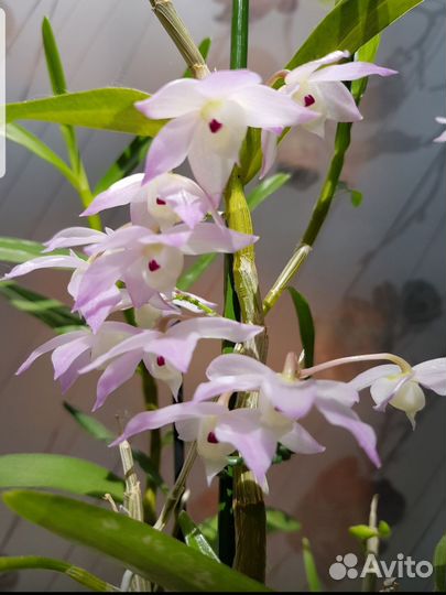 Дендробиум hersoglossum