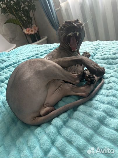 Канадский сфинкс