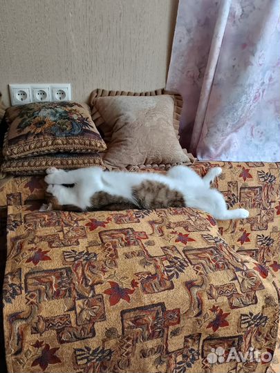 Котик бесплатно