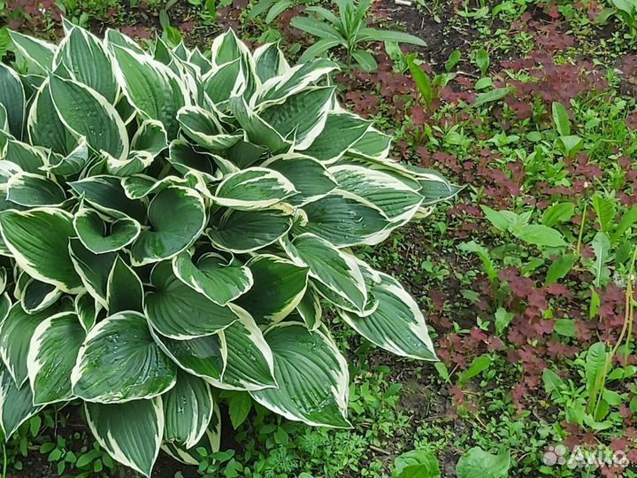 Хосты сортовые