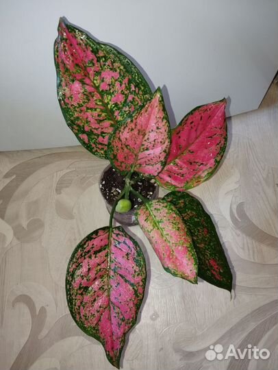 Аглаонема pink kristal