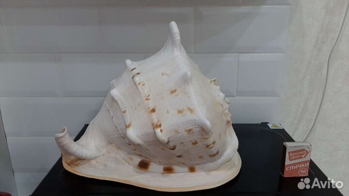 Раковины морские