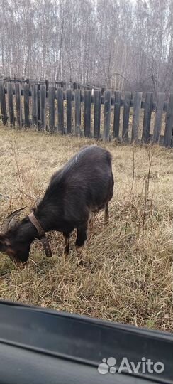 Коза дойная