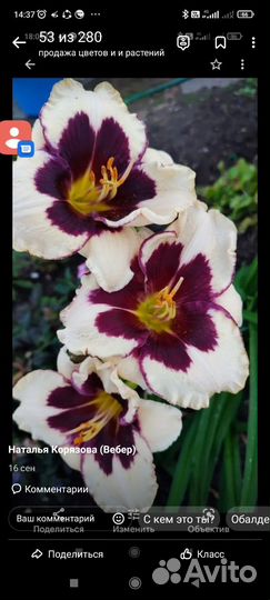 Многолетники