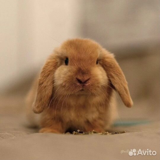 Крольчата мини