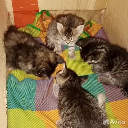 Котята бесплатно