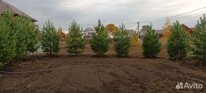 Посадка Крупномеров Сосны,Ели, Рябины