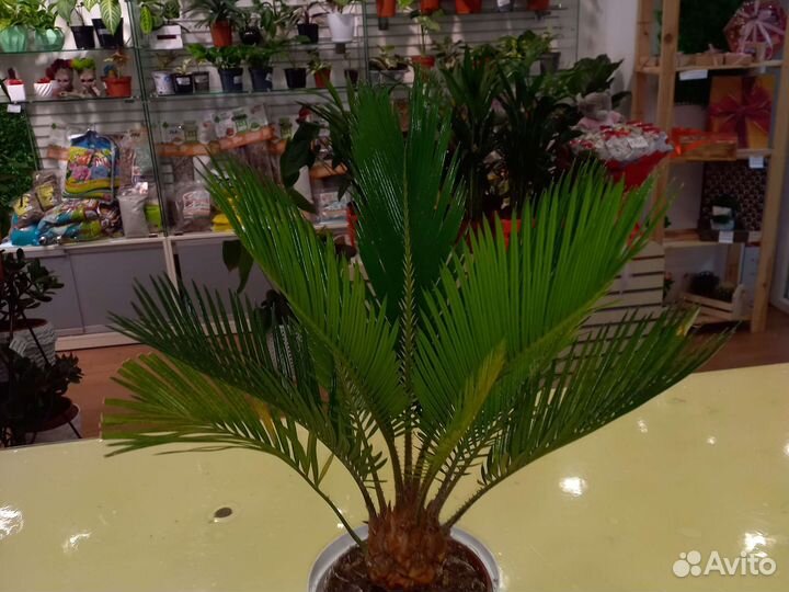 Комнатные растения