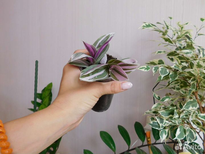Фикус сансевиерия сциндапусус традесканция